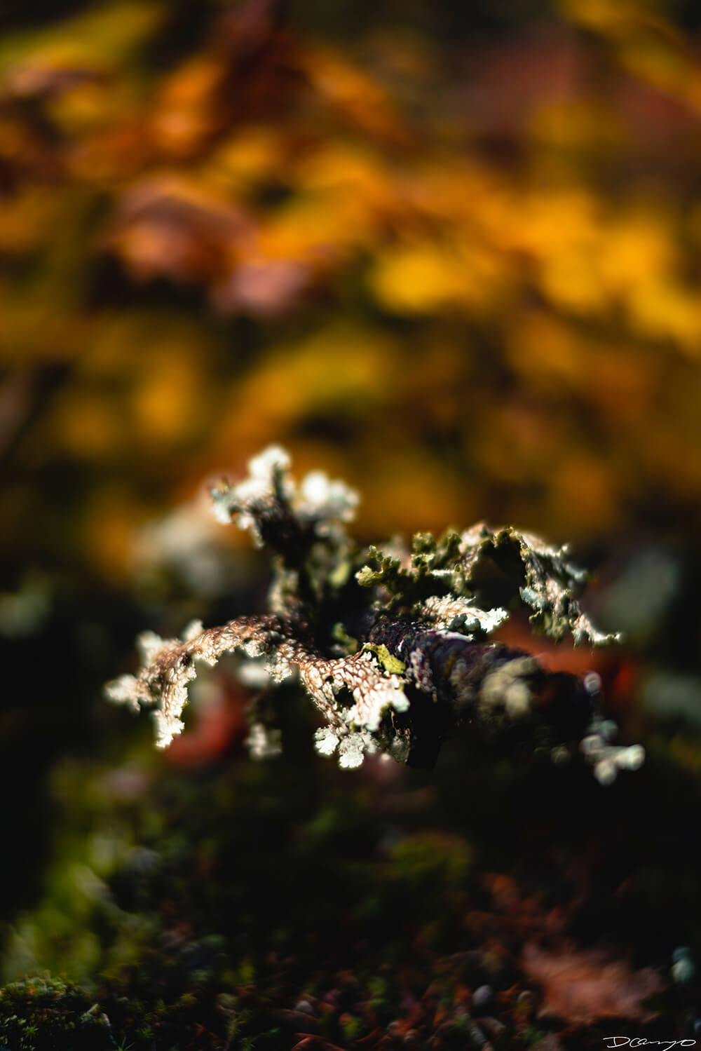 Floral, natural, and textural photography from Mt Hood, Mirror Lake, Lost Lake, Smith Rock State Park, Painted Hills, Blue Pool, Cannon Beach, California.
